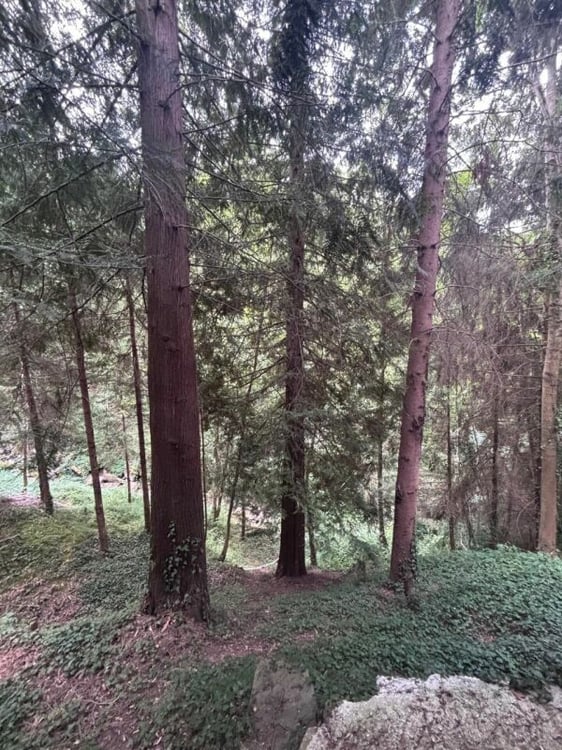 Maison au coeur de la forêt 10
