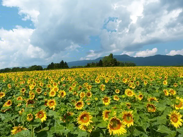 LAUSANNE NORD - SPACIEUX APPARTEMENT EN DUPLEX 2