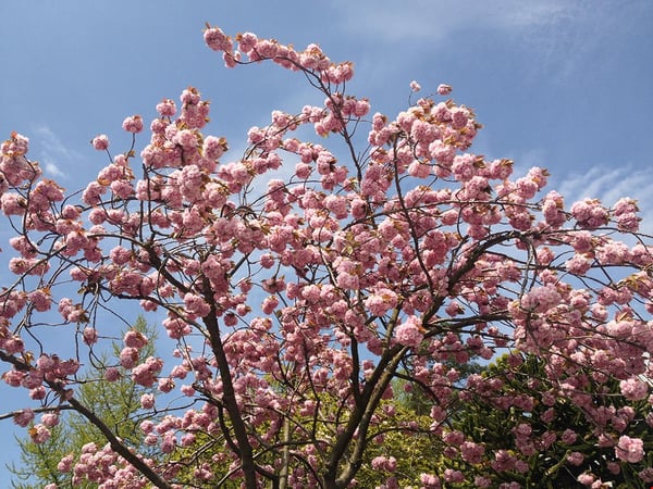 CLARENS - MAGNIFIQUE APPARTEMENT DE RENDEMENT - 1.5 PIECES 1