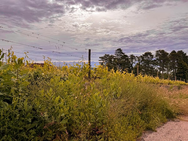 Aperçu de l'image de l'immobilier