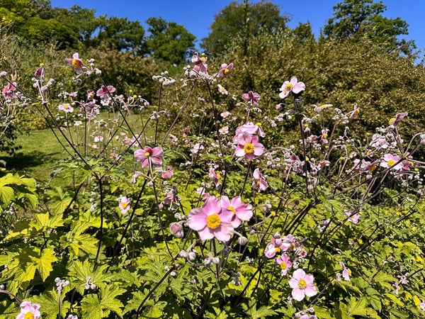 LE MONT-SUR-LAUSANNE NORD - VILLA DANS UN CADRE PRIVILEGIE - 2.0 PIECES 3