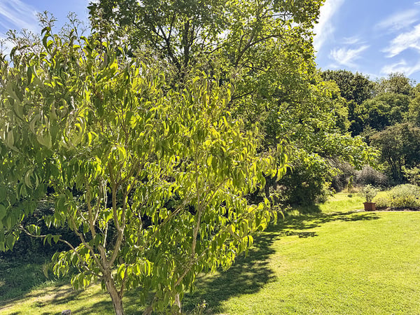 ELEGANTES VILLAS JUMELLES NEUVES - CADRE VERDOYANT ET PRIVILEGIE 3