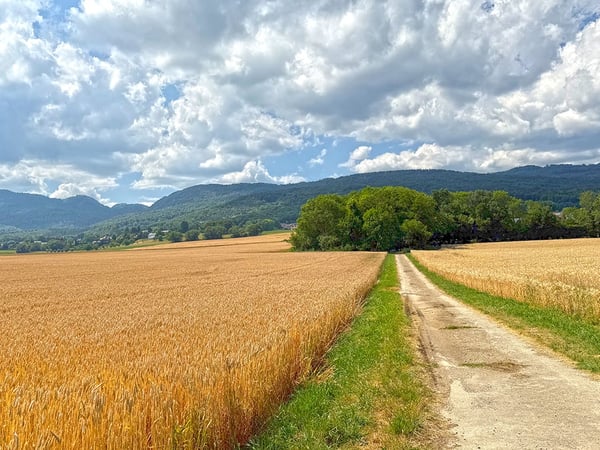 SUR LES HAUTS DE GIVRINS - MAJESTUEUSE VILLA 4