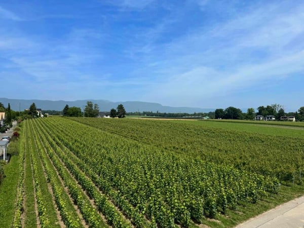Belle maison mitoyenne avec grand jardin privative à Coppet 6