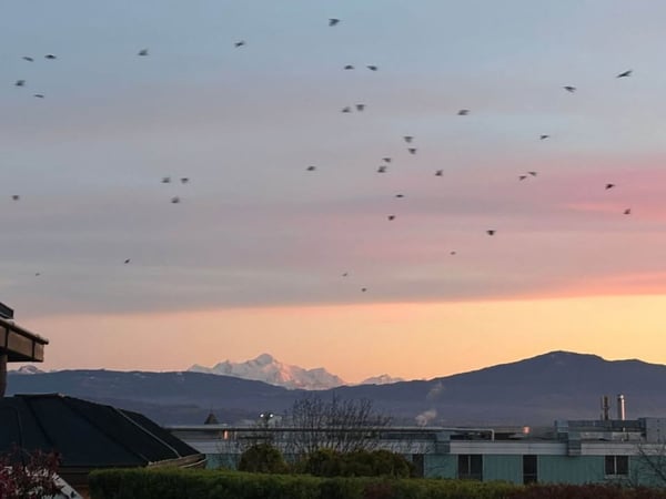 À louer - Magnifique appartement 2.5 pièces avec vue panoramique à Nyon 4