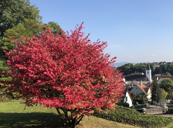 Zu verkaufen: Villa mit Panoramablick auf den Höhen von Hégenheim 8