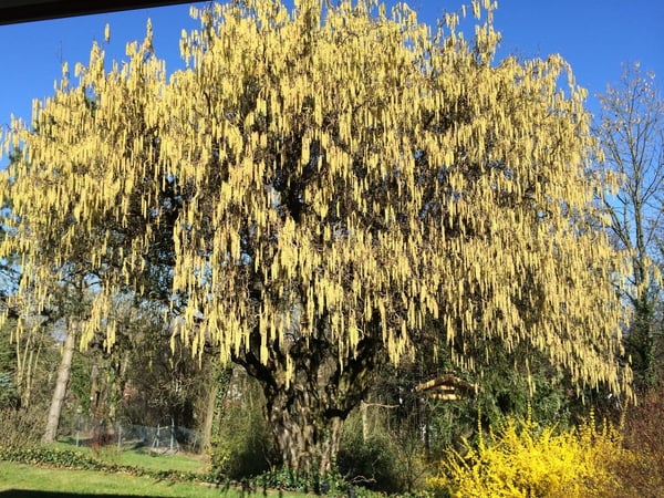 Zu verkaufen: Villa mit Panoramablick auf den Höhen von Hégenheim 9