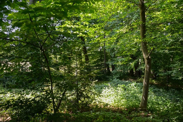 Folgensbourg – Freistehendes Einfamilienhaus mit großem Grundstück und privatem Wald 27
