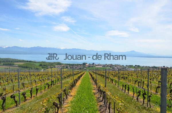 Magnifique propriété hauts de Nyon