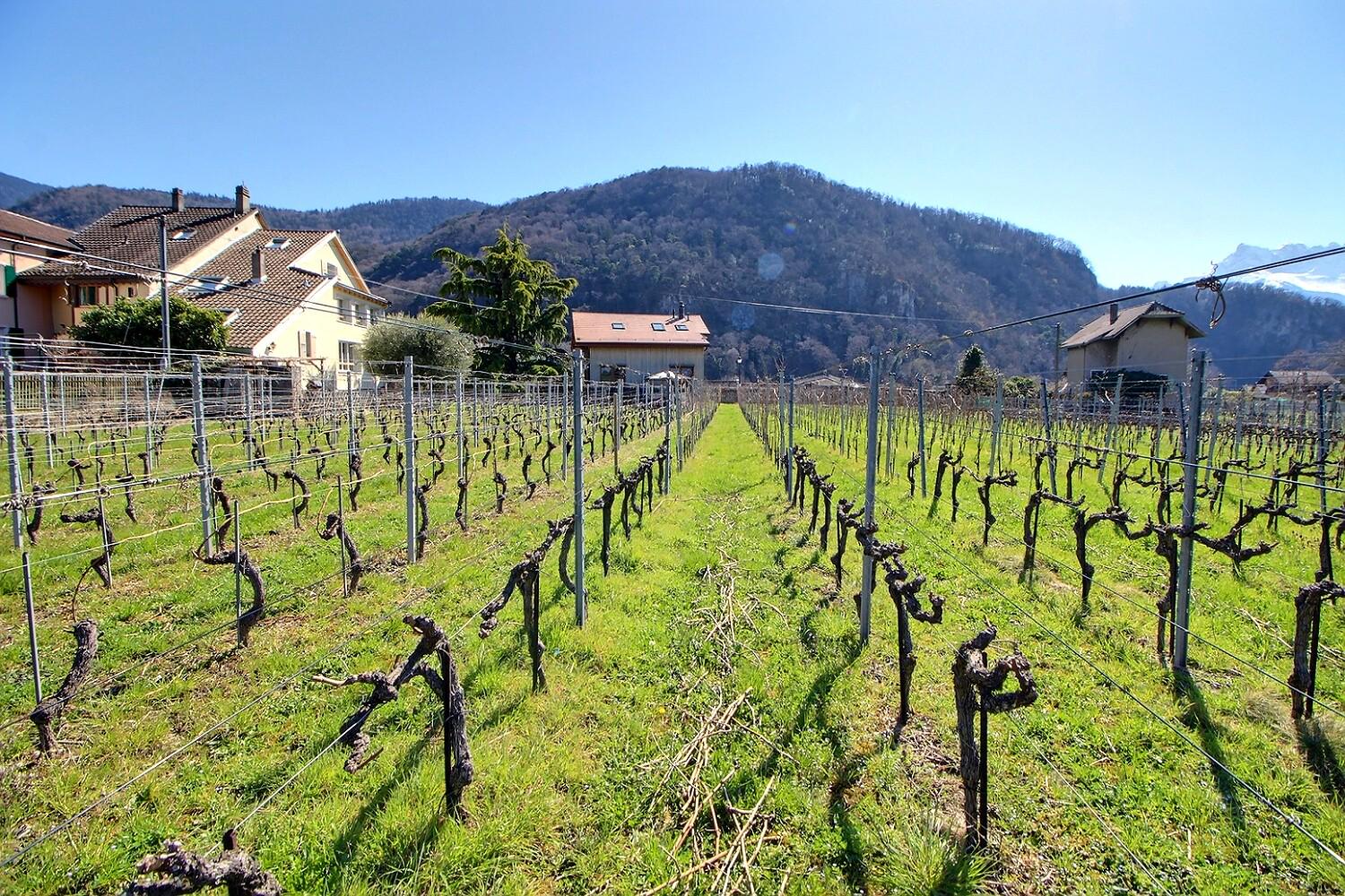 Immobilie in Aigle - Aigle, maison vigneronne en viager occupé sans rente limité à 10 ans - Bild 1