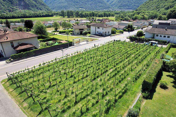 Terreno edificabile in zona comoda ben servita e soleggiata