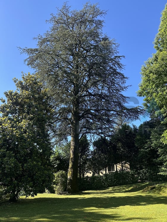 Agra - Collina d'Oro Ampio appartamento 4.5 locali immerso nel verde 2