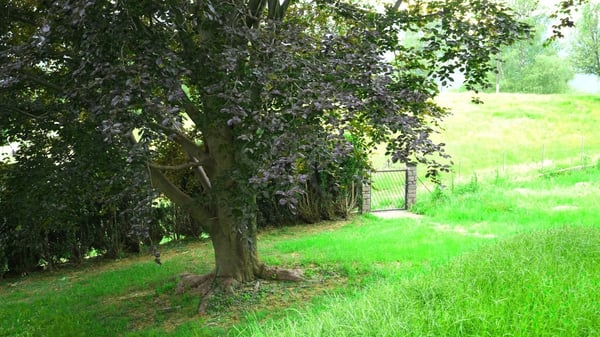 Tesserete - Casa immersa nel verde 15