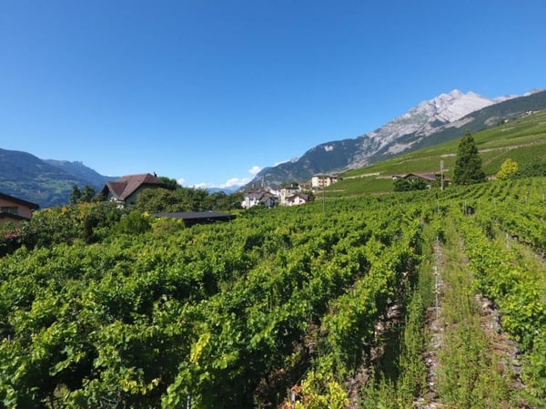 Terrain à St-Séverin 3