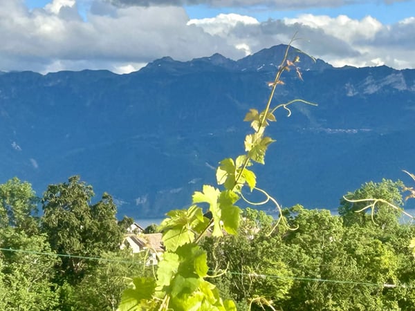 Appartement neuf à Lutry avec jardin et 4 chambres 1