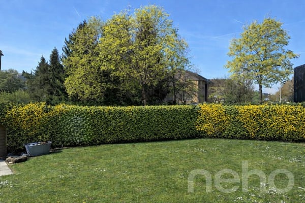 Einfamilienhaus mit Garten in Niederwenigen, nähe Zürich 10