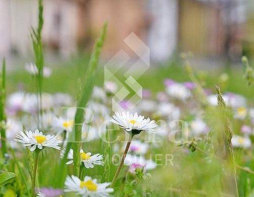 Belle parcelle à bâtir au coeur du village de Vouvry 1