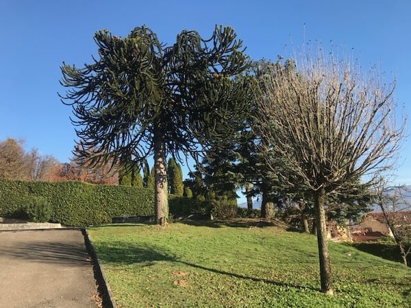 TERRENO EDIFICABILE DI 705 MQ IN ZONA MONTALBANO A STABIO 3