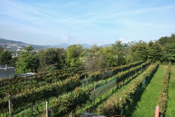Bellissimi terreni in zona privilegiata 2