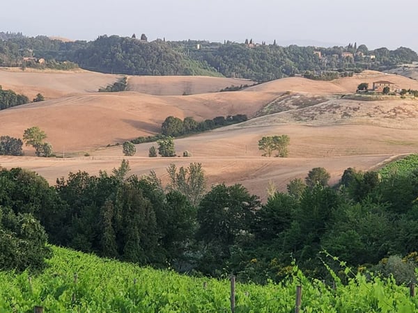 Vigneti di ca. 500 ettari con Ulivi, Bosco con Tartufi in Chianti 2