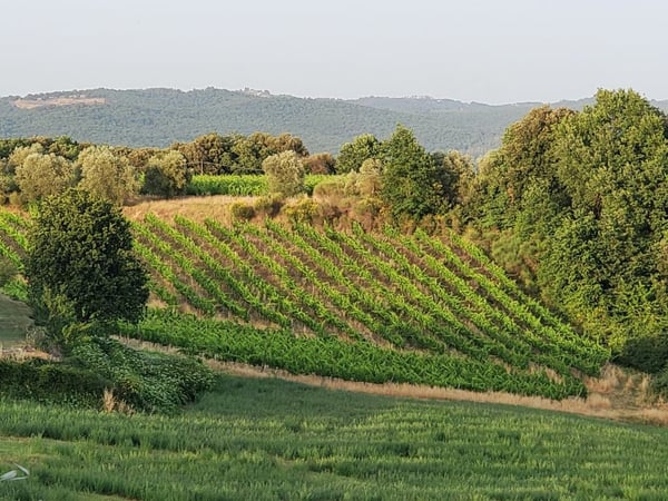 Vigneti di ca. 500 ettari con Ulivi, Bosco con Tartufi in Chianti 3