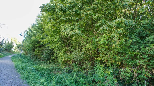 Naturnah bauen in Öschgen – grosszügige Parzelle mit Weitblick 9