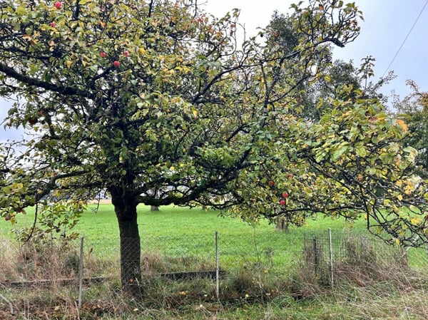 Freistehendes Haus mit endlosen Möglichkeiten, geeignet für private Pferdehaltung 9