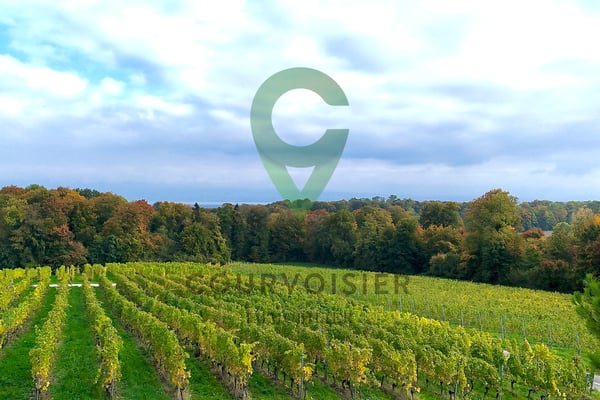 Belle propriété familiale dans cadre verdoyant à 10 minutes de Morges 12