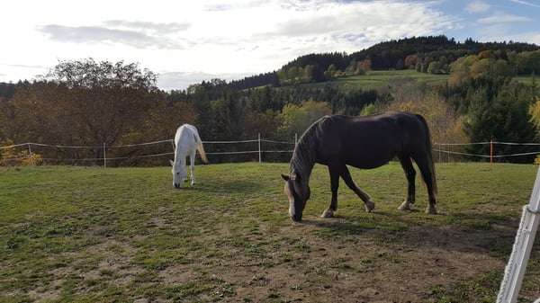 Traum vom eigenen Pferdehof - Wohnen in ländlicher Idylle in Bonndorf-Brunnadern 34