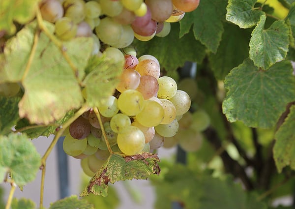 Traum vom eigenen Pferdehof - Wohnen in ländlicher Idylle in Bonndorf-Brunnadern 24