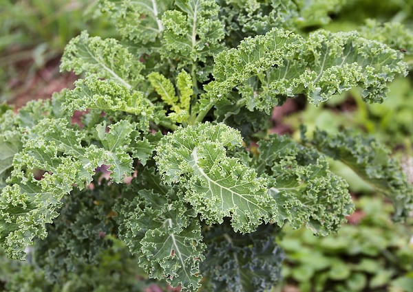 Traum vom eigenen Pferdehof - Wohnen in ländlicher Idylle in Bonndorf-Brunnadern 23