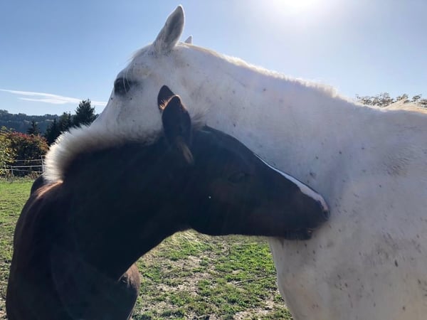 Traum vom eigenen Pferdehof - Wohnen in ländlicher Idylle in Bonndorf-Brunnadern 37