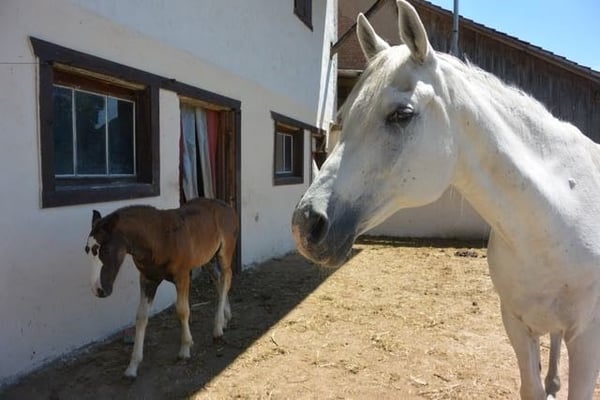 Traum vom eigenen Pferdehof - Wohnen in ländlicher Idylle in Bonndorf-Brunnadern 36