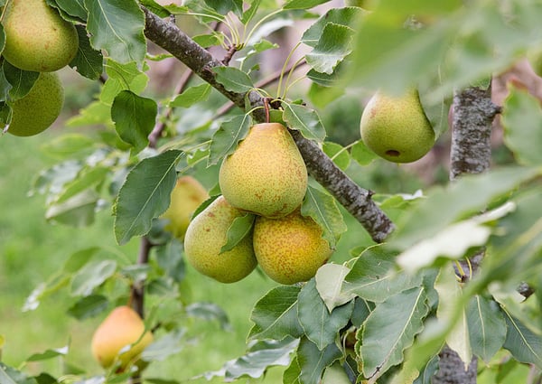 Traum vom eigenen Pferdehof - Wohnen in ländlicher Idylle in Bonndorf-Brunnadern 25