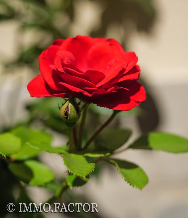 Renovierte Wohnperle mit historischem Charme 💕 23