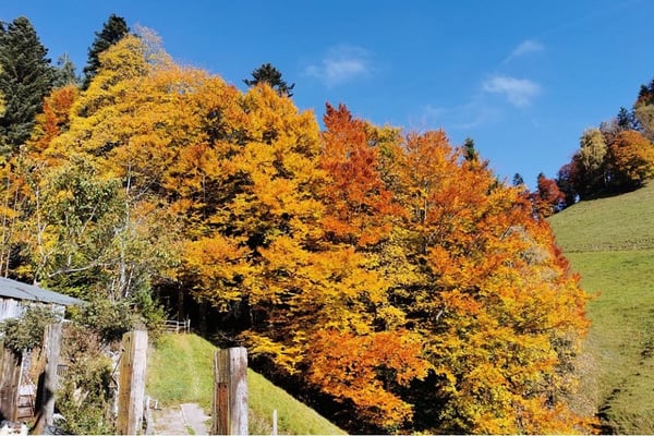 Toggenburger Bauernhaus in einzigartiger Alleinlage  mit Ruhe, Aussicht und Geschichte 3