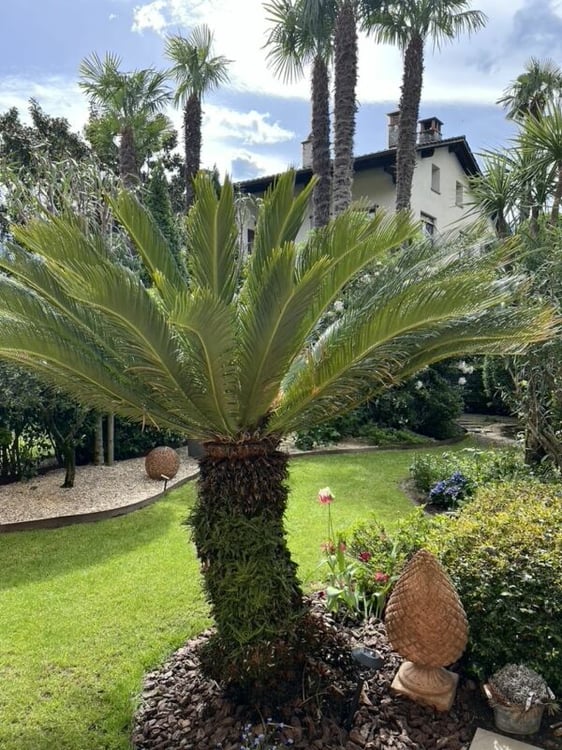 Elegante 1.5-Zimmer-Wohnung mit privatem Garten in exklusiver Lage von Ascona 2