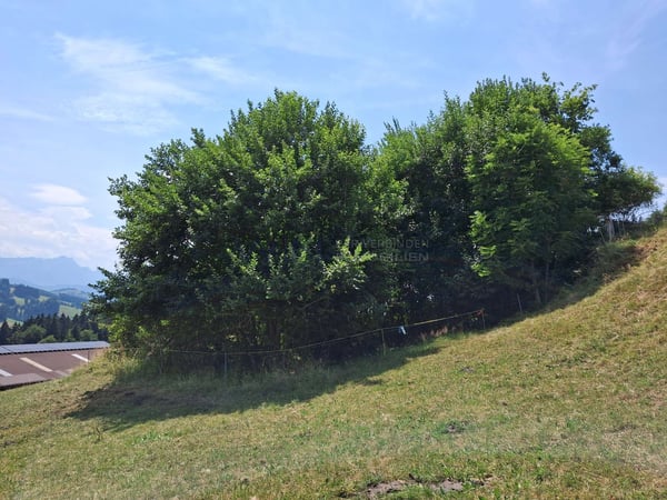 Traumgrundstück in privater Höhenlage 3