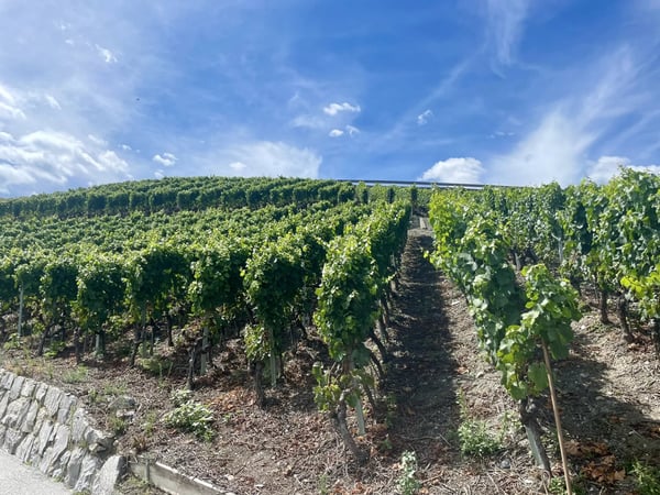 Terrain à construire 1