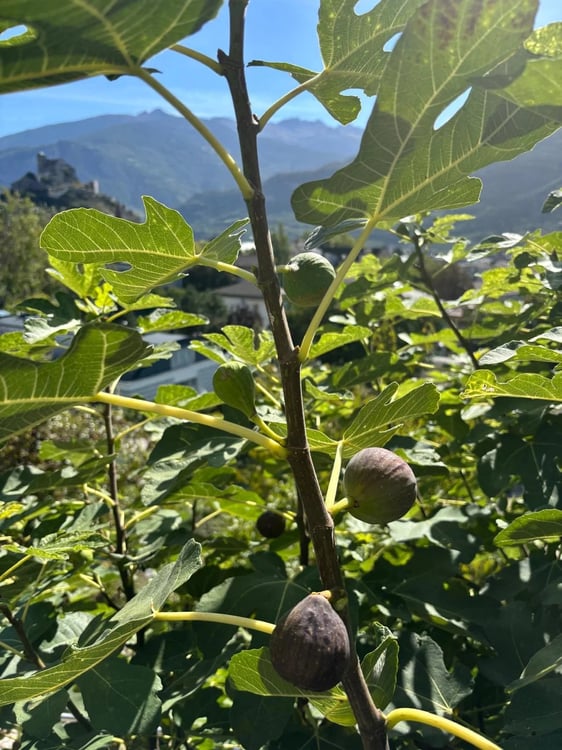Propriété coup de coeur avec emplacement exceptionnel 10
