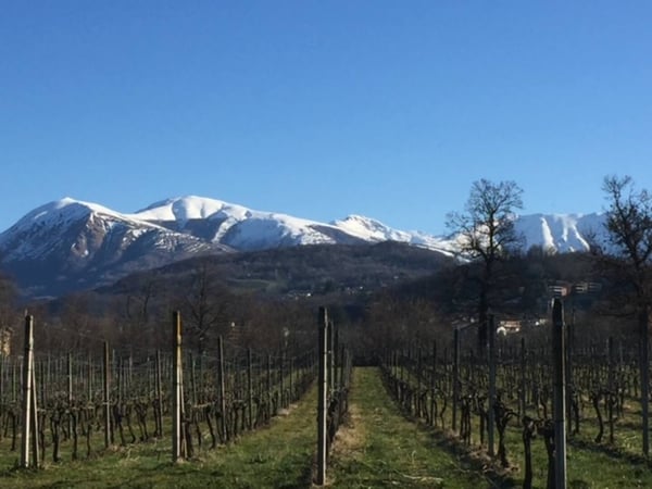Splendida Casa Colonica di 12 Locali con Vigneto a Breganzona 27