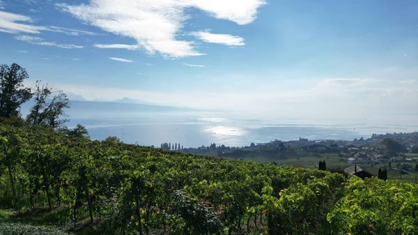 Demeure vigneronne d'exception de plus de 450 m2 avec vue imprenable 6