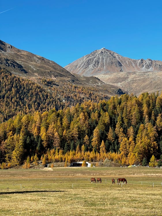 Appartamento per le tue Vacanze in Engadina a Surlej (GR) 22