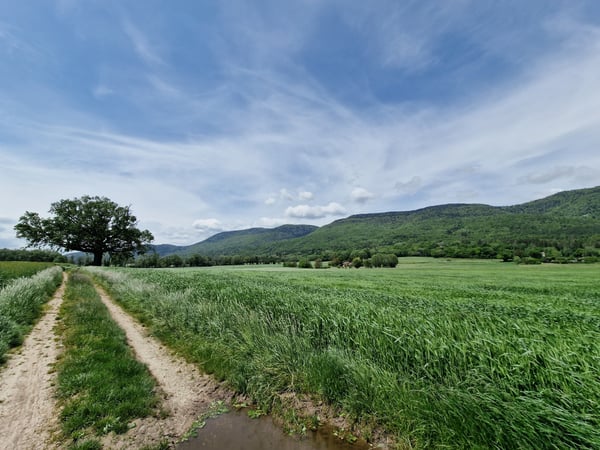 La prestigieuse et authentique propriété familiale à 5 minutes de Nyon 6