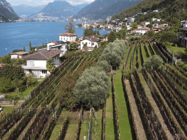 Due terreni edificabili contigui in vendita 1