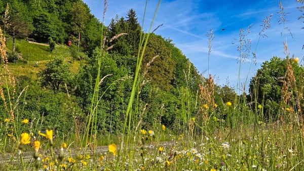 Bauland mit unverbaubarer Weitsicht in Rümlingen (2'024 m²) 6
