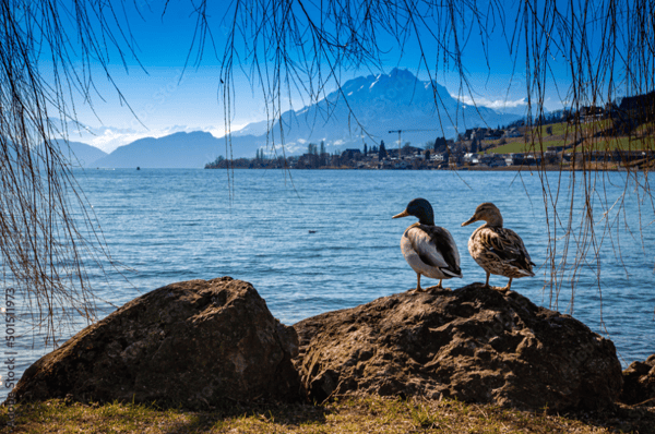 Küssnacht am Rigi