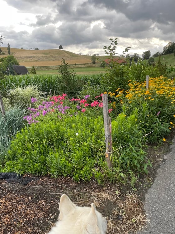 Landhaus mit 3 Wohnungen, Praxis, Pferdeboxen, Quelle, Bauland 9