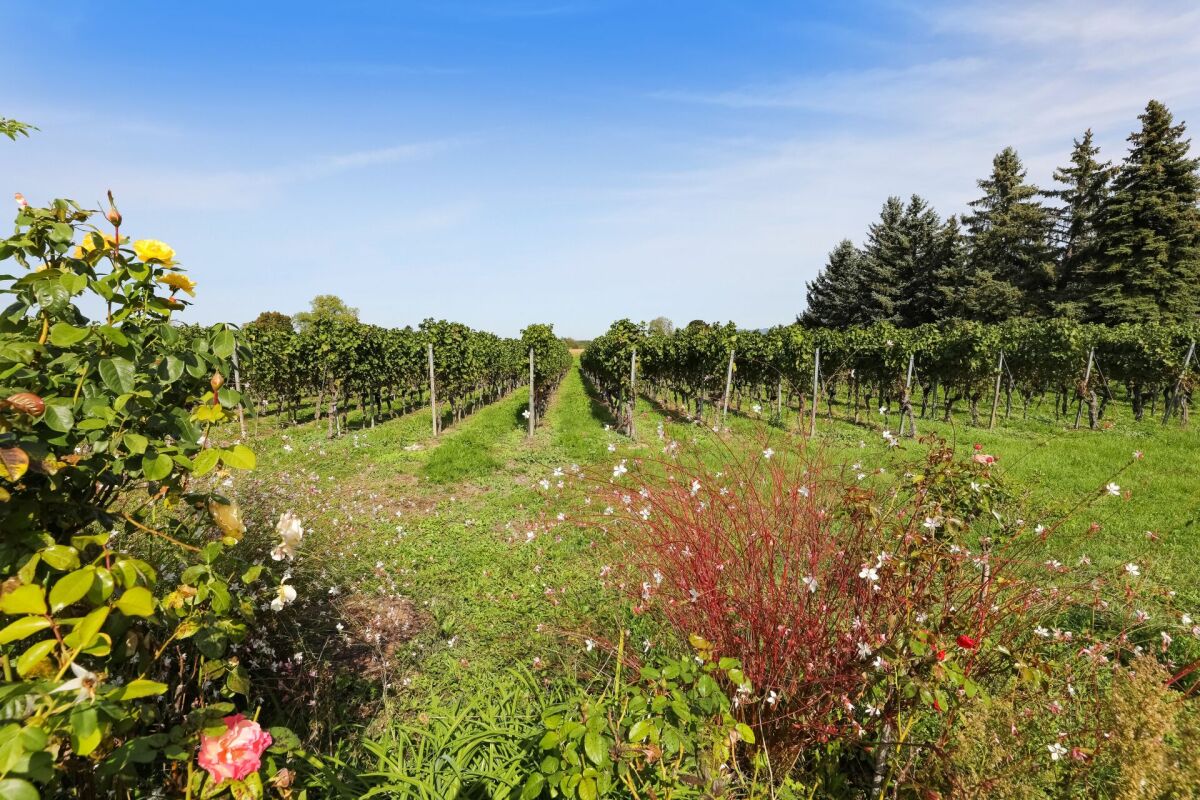 Ravissante villa en campagne avec Jardin en Bordure des Vignobles de Jussy