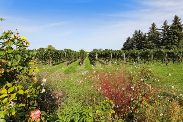 Ravissante villa en campagne avec Jardin en Bordure des Vignobles de Jussy 12